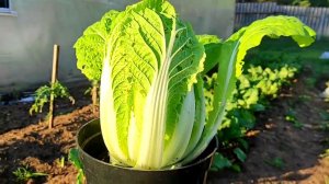 Показываю, как вырастить Пекинскую Капусту в горшке