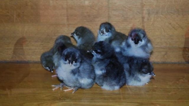 Разведение кур породы Джерсийский гигант как бизнес идея | Куры Джерсийский гигант смотреть онлайн