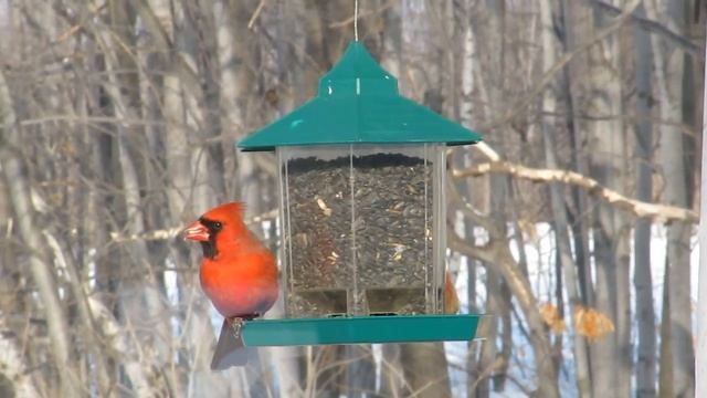 Cardinal rouge / Northern cardinal смотреть онлайн