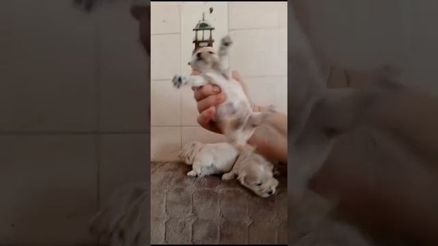 Мальтипу 3 девочки смотреть онлайн