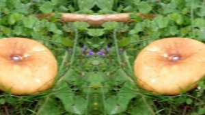 Грибалка в Архызе 2022г. Прекрасная природа и немного грибов.