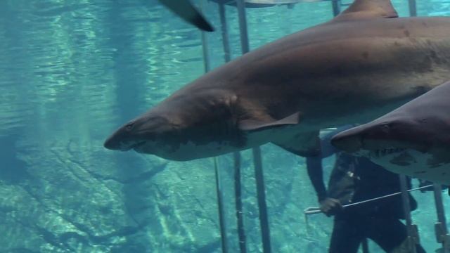 Our Day at UShaka смотреть онлайн