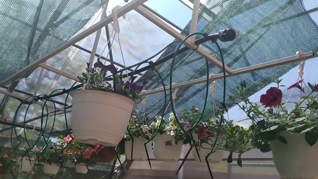 Капельный полив для подвесных кашпо. смотреть онлайн