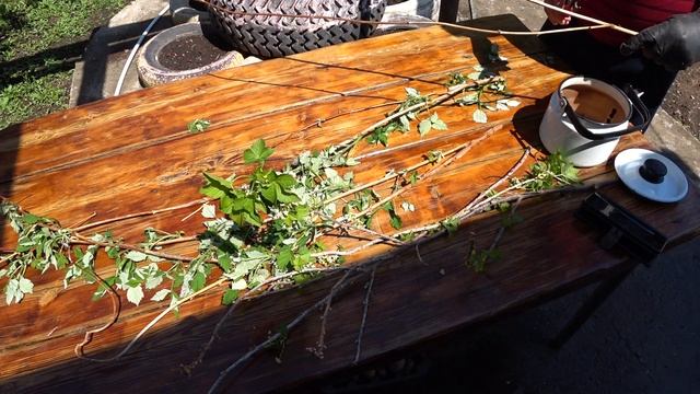 полезный витаминный чай который растёт у нас в огороде смотреть онлайн