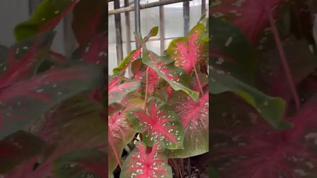 Caladiums | Elephant Ears. смотреть онлайн