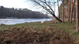 Какая же она НЯШКА  белая собака лайка