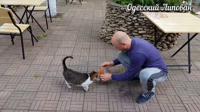 КРАСНАЯ ИКРА VS кошка Мурка Эксперемент от Одесского Липована смотреть онлайн