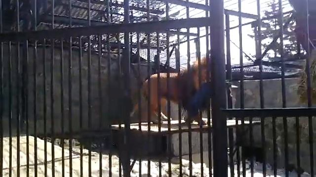 Lion vs guy (Лев против пугало)