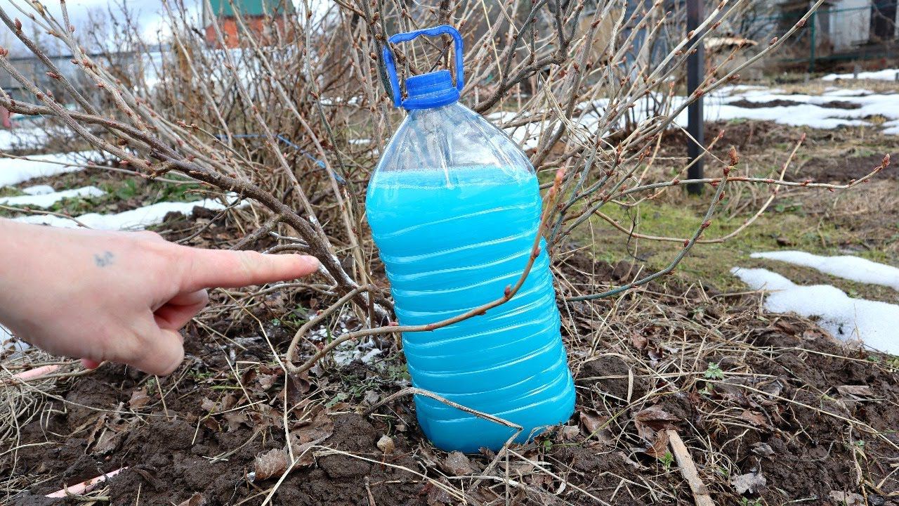 Все 3 важных обработки смородины весной от вредителей и болезней. Сохраните эту памятку на всю жизнь смотреть онлайн