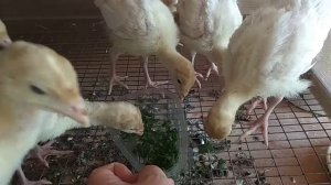 Индюшата бройлерные в 2 недели//Первый прикорм.