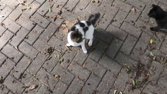 MOM CAT BEAT KITTENS😹КОШКА-МАМА БЬЁТ КОТЯТ🐈ママ猫は子猫を打ちます🐱엄마 고양이 새끼 고양이를 친다😼Katzen schlägt Kätzchen смотреть онлайн