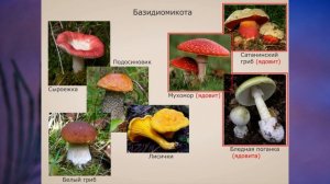 "Отдел Базидиомикота", Биология 7 класс, Сивоглазов