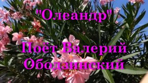 Олеандр