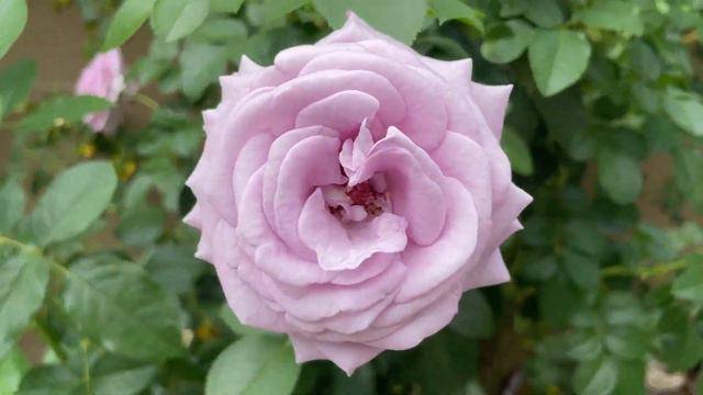 The beautiful Violet’s Pride Rose review at the end of summer 2023 смотреть онлайн