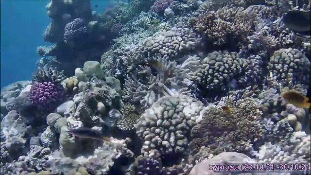 Zahabia Hotel - Коралловый риф - Египет, Хургада