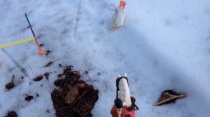 /Тренировка Кати и Арабель ❤️/ Эвелина ШЛЯЙХ/ Schleich?