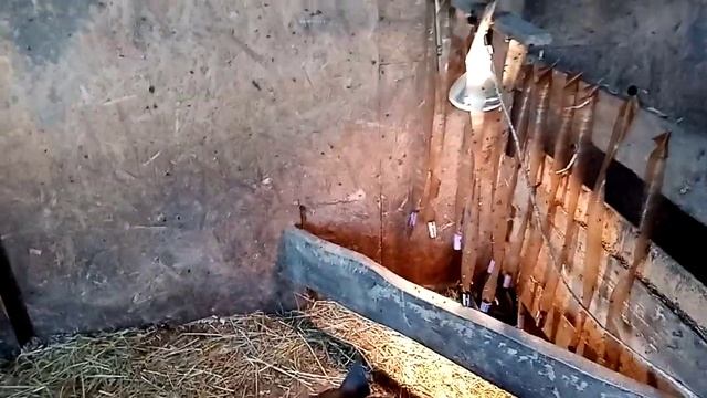 Как бороться с мухами. смотреть онлайн