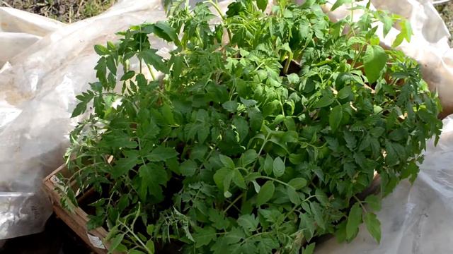 Как я поливаю рассаду смотреть онлайн