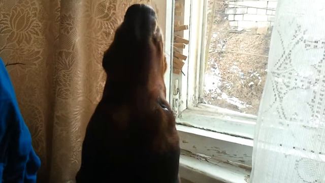 Бассет-хаунд воет смотреть онлайн