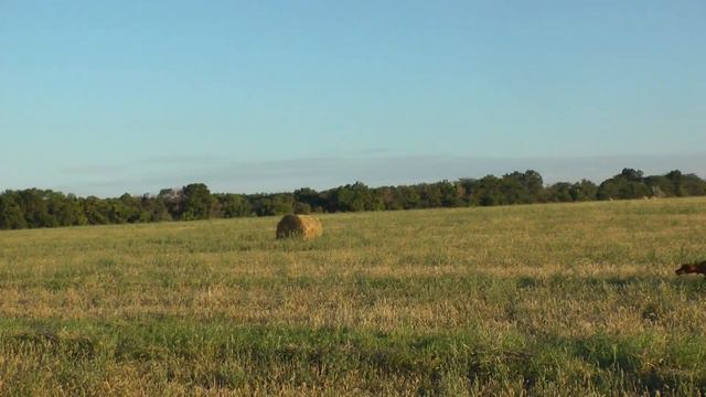 Vizsla Hunting. Gern Gross Pirosmani. Охота на перепела 1.