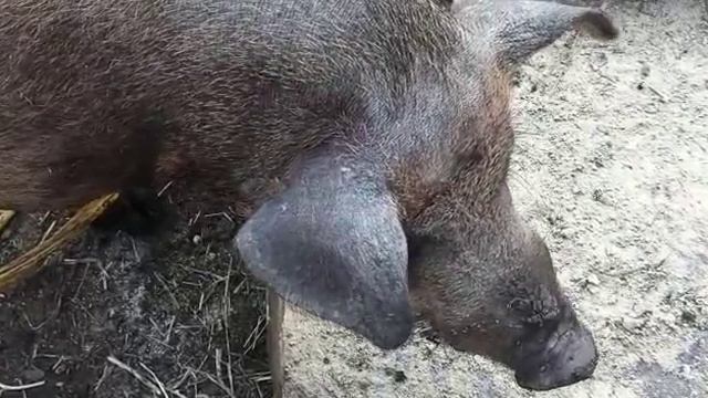 Хряк ДЮРОК. Возраст 2 года. почти три месяца назад был кастрирован. Скоро дембель. смотреть онлайн