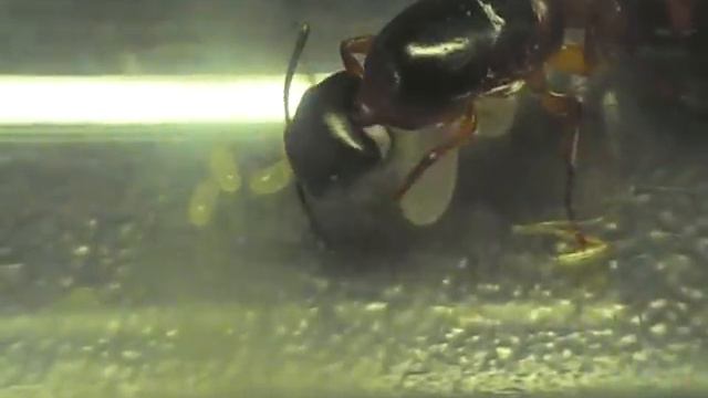 Мои муравьи -Camponotus sp. смотреть онлайн
