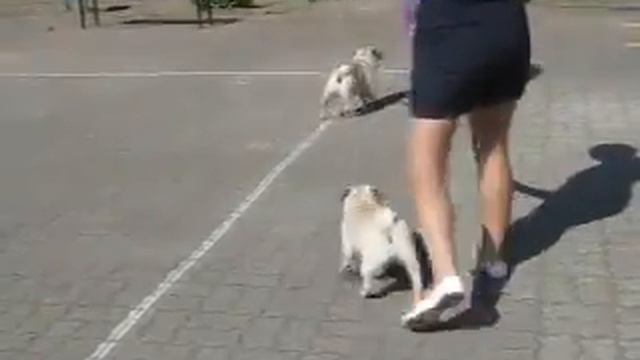 27.07.14 - Созвездие Псов Калининград Гурьевск MVI 1136 смотреть онлайн