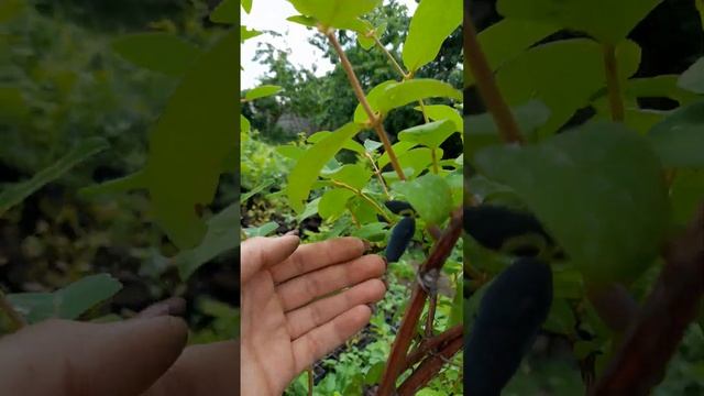 Бакчарский сорт жимолости Сильгинка смотреть онлайн