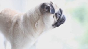 ТОП самых добрых пород собак. Лучшие породы собак для семьи