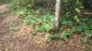 Мини Басик на Даче // Приключения мини Басика / Влог с Басиком