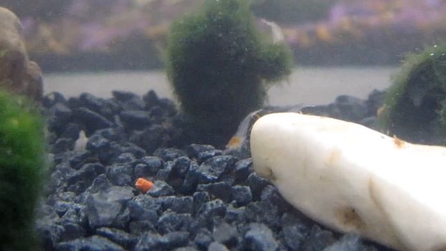 Снежинка белая креветка