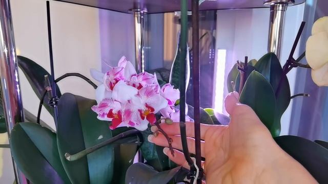 Орхидеи на новом в стеллаже в зимнем саду./ Не смогла удалить цветонос. смотреть онлайн