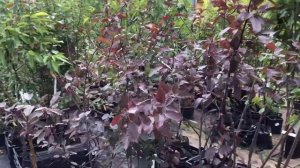 "Садовый Центр № 1" на Новой Риге - Яблоня Декоративная Ред Сентинел!