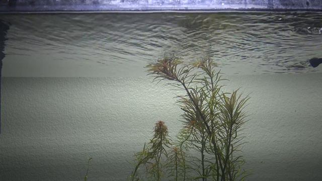 2 Tanks Cycling and Turtle Tank Update 4K смотреть онлайн