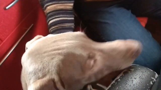 На даче зимой . Отдыхаем ,катаемся ,жарим смотреть онлайн