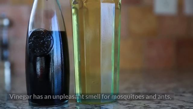 Put This In Your House And You'll Never See Flies Or Mosquitoes Again смотреть онлайн