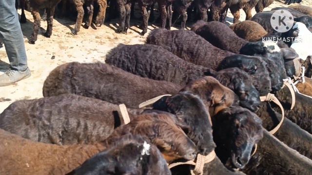 PLATINA MOL BOZORI QOʻYLAR NARXI 14.05.2023 смотреть онлайн