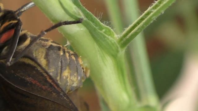 Бабочка Синяя морфа откладывает яйца. Morpho peleides butterfly lays eggs. смотреть онлайн