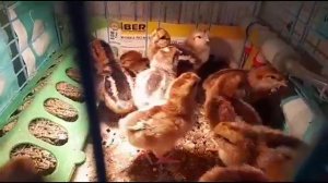 Первая репродукция кур Доминант GS300