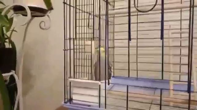 Прошины вечерние песнопения. И первые попытки поболтать😉