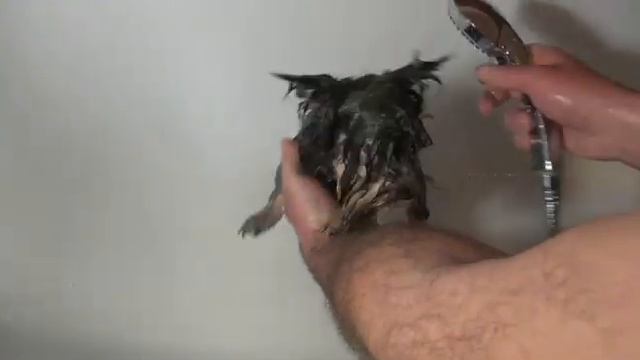 купание щенка йорка смотреть онлайн