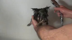 купание щенка йорка