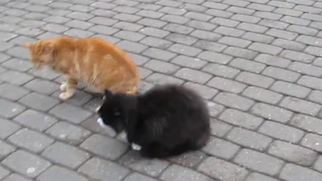 Горячие латышские коты смотреть онлайн