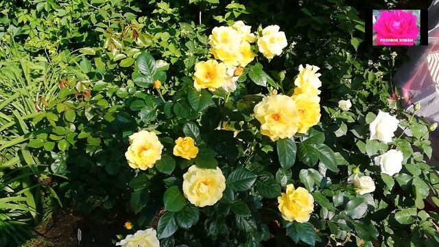 РОЗА ГОЛДЕН ШАУЭРС. ОБЗОР