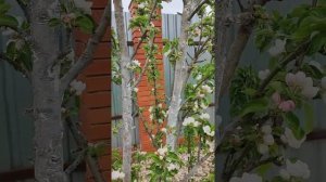 Яблони в цвету. Колоновидные яблони Васюган, Медок и Президент.