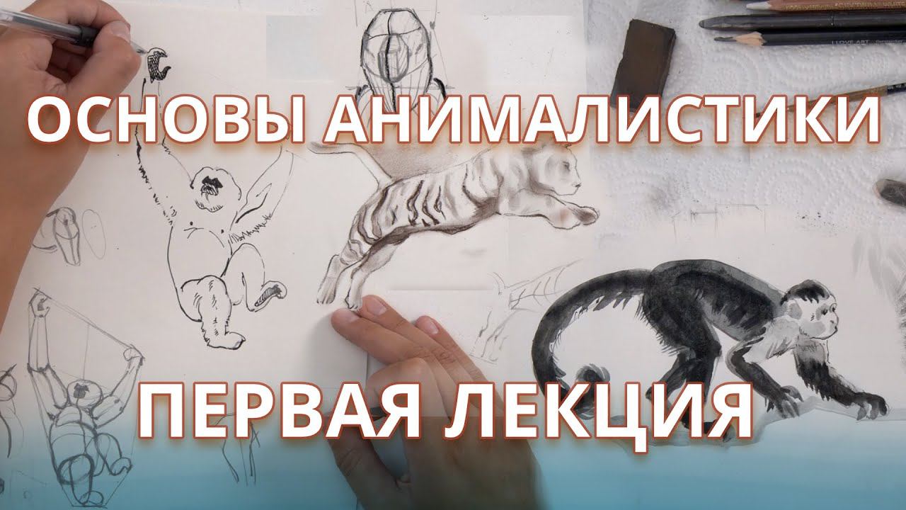 Основы анималистики для начинающих!Уроки рисования от Александры Щёголевой: смотреть онлайн