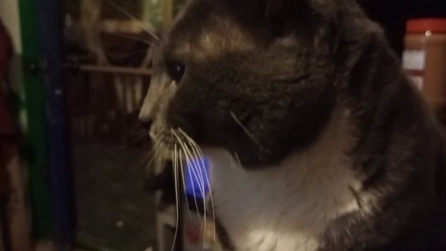 Action Weather Report With Adventure Cat 10/20-10/22 2022