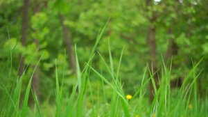 Пение птиц на лугу в теплый летний день