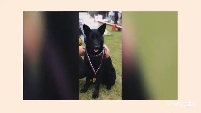 Наш питомец Чара чёрная овчарка 1️⃣ место по сдачи ОКД любителей смотреть онлайн