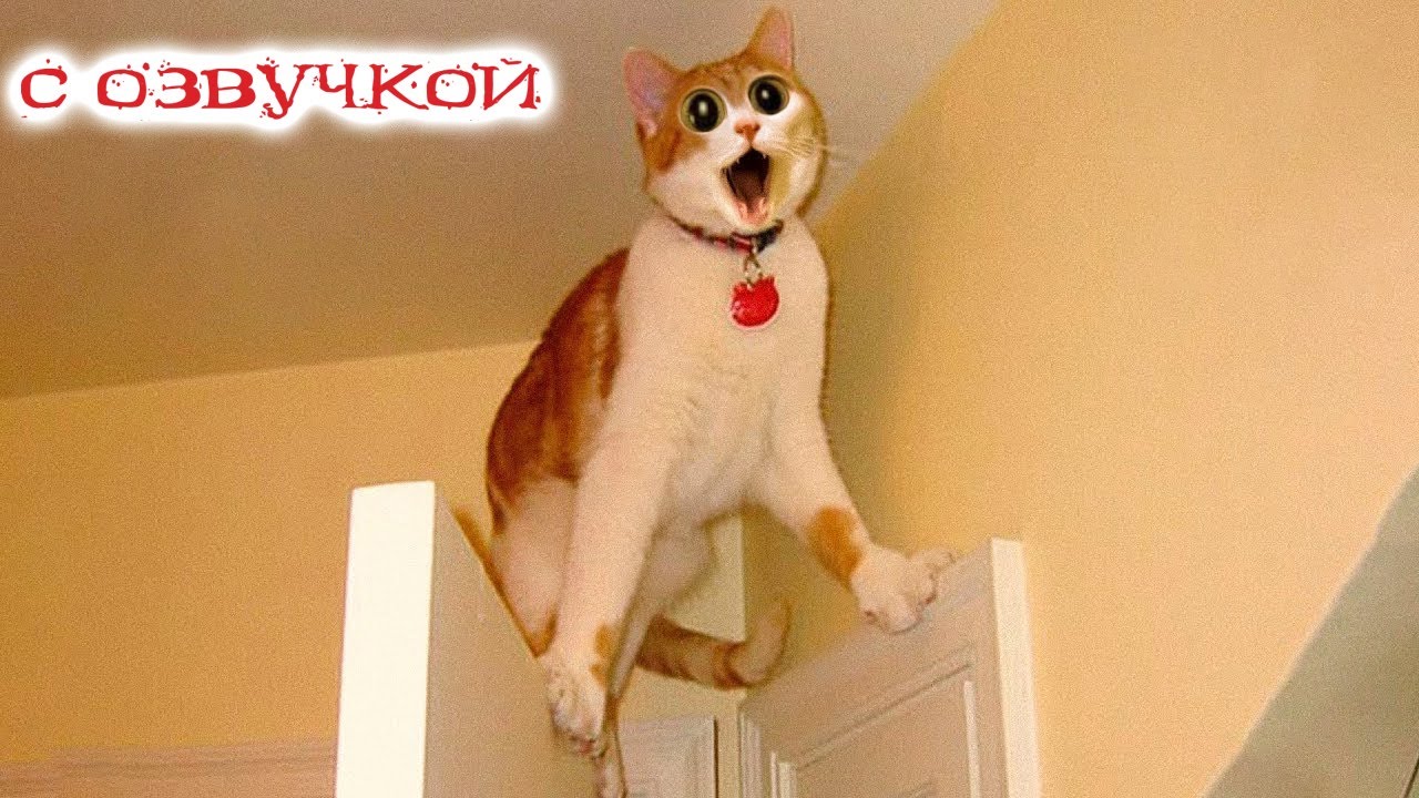 Приколы с котами! Смешные коты! - С ОЗВУЧКОЙ! Самые смешные животные! смотреть онлайн